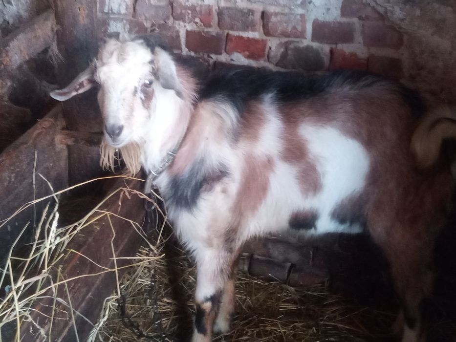 Козел 10міссців нубієц