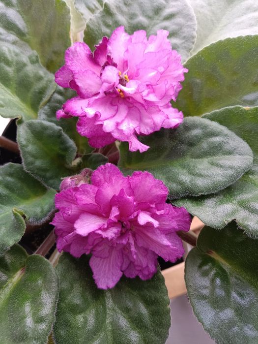 Фіалки дорослі,50 грн