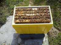 Odkłady pszczele na rok 2024