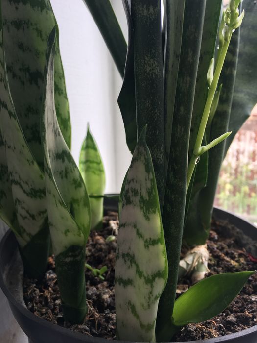 Фінік Сансиверия