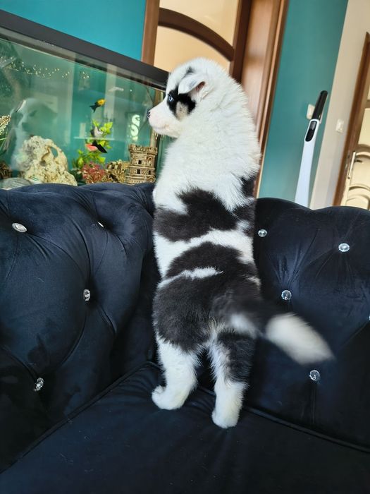 Suczka Aria łajka jakucka FCI metryka chip umowa wyprawka do odbioru