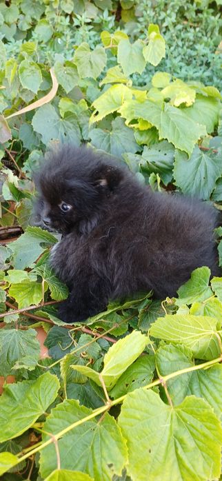Lulu da Pomerânia macho muito pequenino