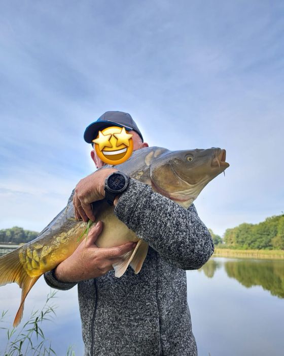 Karpie duże na łowisko od 10 kg/szt,  karp tarlak
