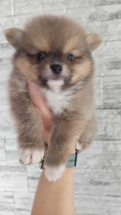Pomeranian* szpic miniaturowy piesek ***mega slodziak