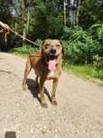 Spokojny i zrównoważony Mort do adopcji!