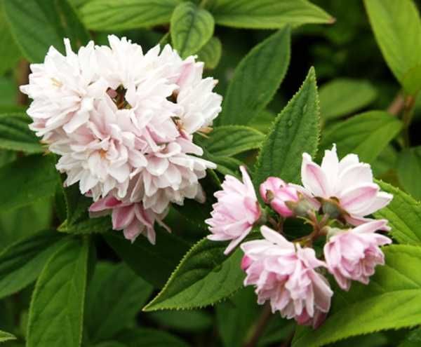 Żylistek  Pink Pom-Pom