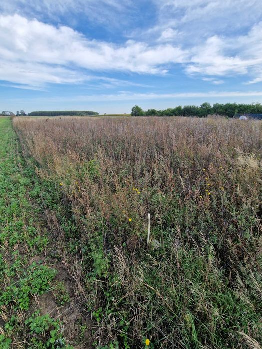 Działka Budowlana Łysomice