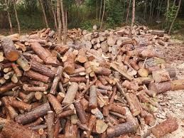 Drzewo sosnowe suche/ opałowe