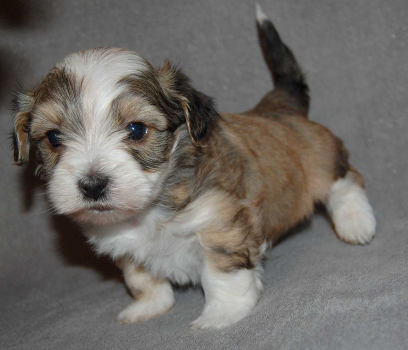 Hawańczyk piesek ZHPR