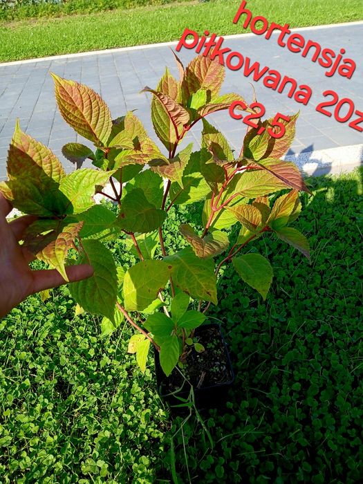 Producent hortensje ogrodowe krzewiaste pilgowane oraz pnace