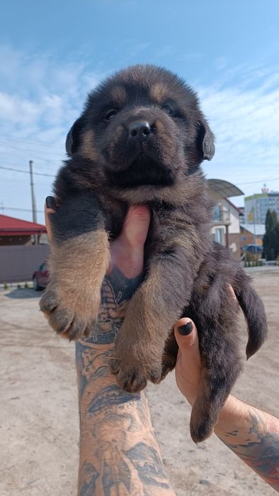 Продам цуценят .