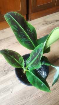 bananowiec Musa acuminata ‘Grand Nain’