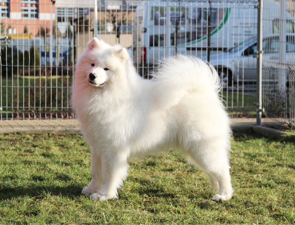 Samoyed szczenię ZkwP FCI