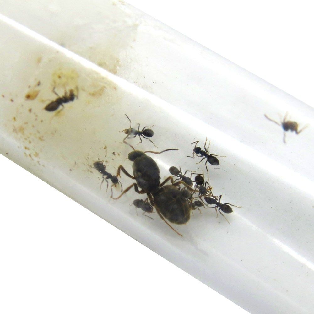 Муравьи lasius niger (sp)