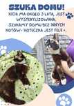 Koteczka do piłnej adopcji Siedlce