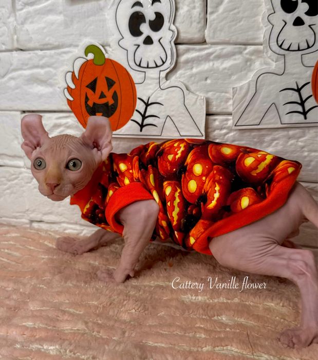 Канадский сфинкс