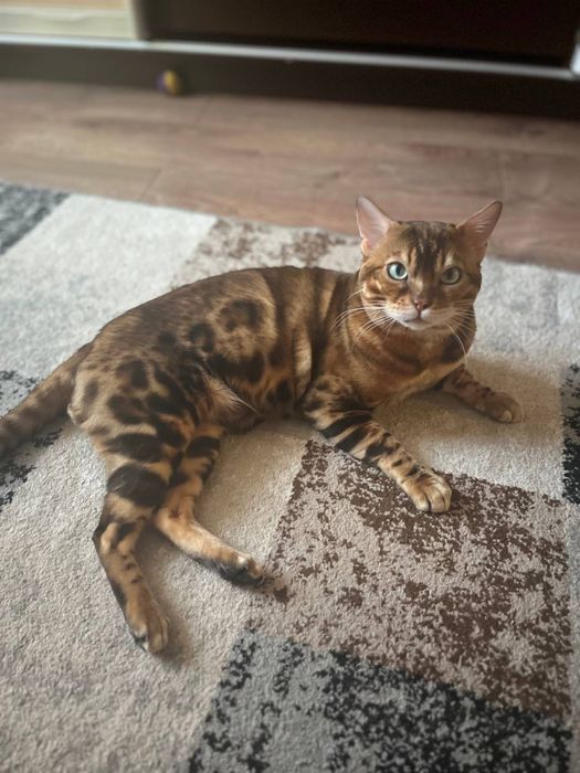 Вязка бенгальского кота