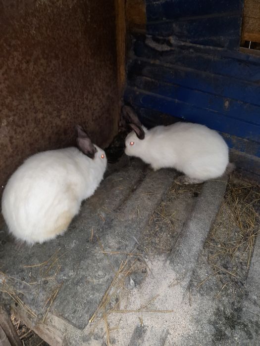 Продам кроликів різного віку