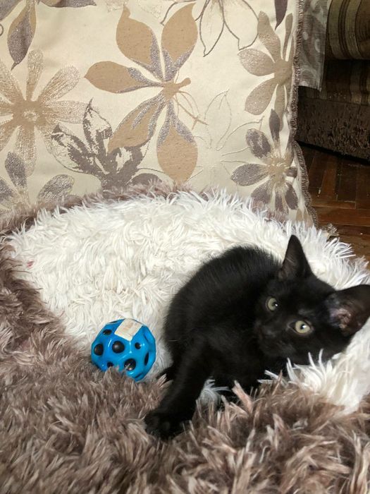 Чудове кошеня, домашній пантерчик,  киця, котик, кошенята