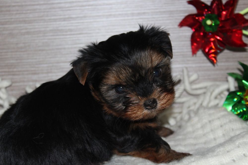 Продам цуценят йорків