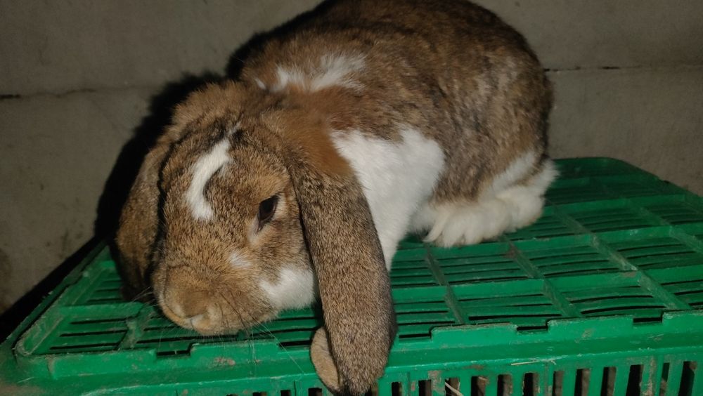 Samica Baran francuski