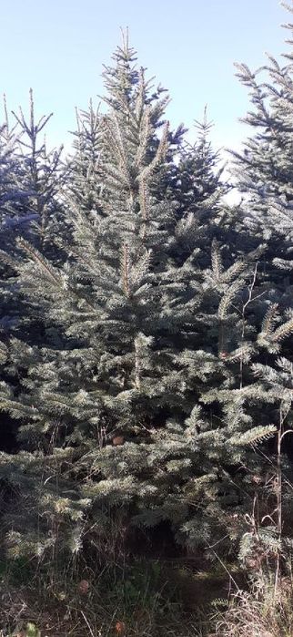 Sprzedam Świerk Srebny z Własnej Plantacji!