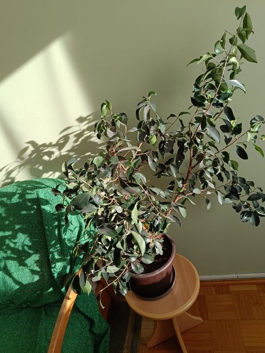 Kwiat Figowiec Benjamin