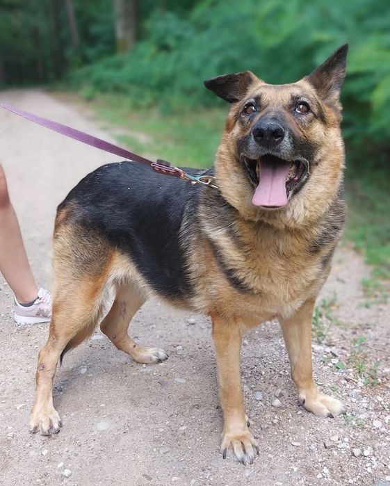 Owczarkowata sunia Kobra do adopcji!!