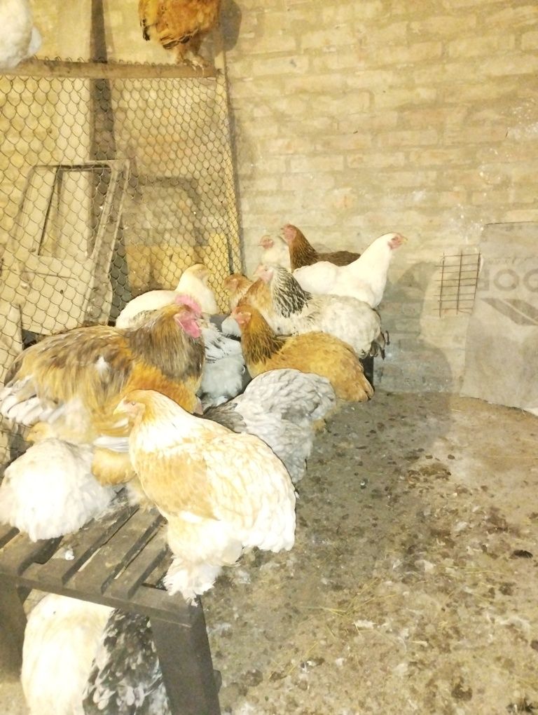 Продам курей.  .