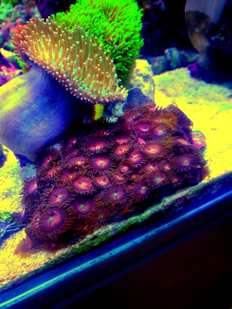 Coral Zoanthus Playboy run