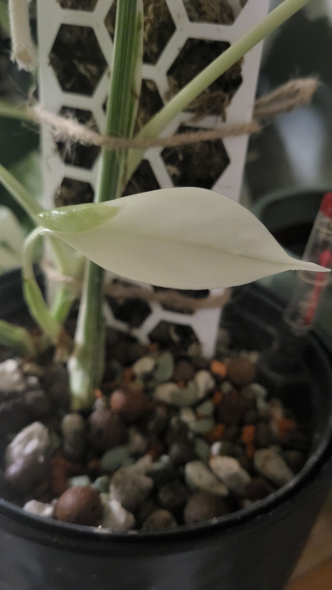 Monstera variegata 2 liscie