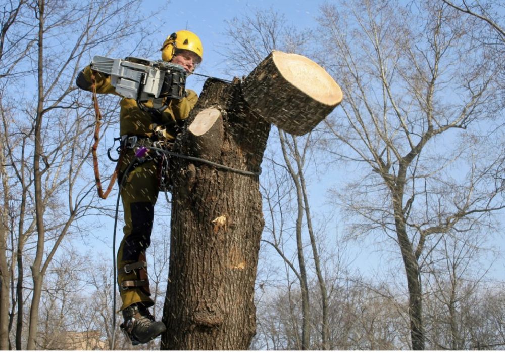 Санитарная обрезка  , спил деревьев  и удаление деревьев