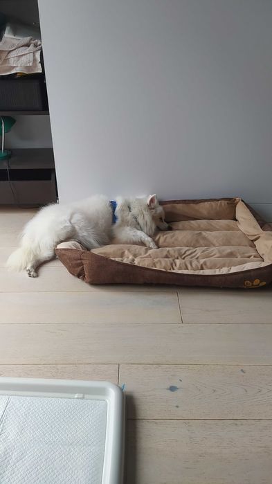 15-letnia Zuzia szuka swojego ostatniego domku