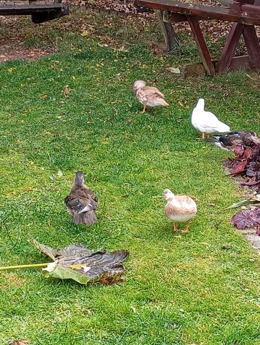 Kaczki kaczorki mandarynki