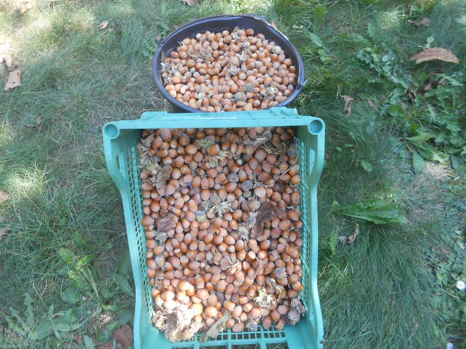 Orzechy Laskowe,Świeżo zbierane, 8zł/kg