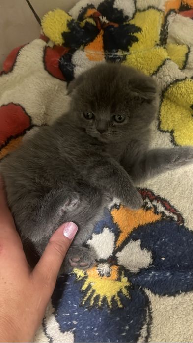 Scottish fold criados em ambiente  familiar