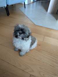 Shih tzu Puppy looking for new home