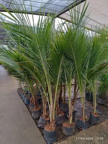 Coqueiros para jardim