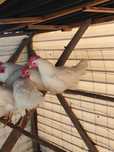 Galo Leghorn Branco