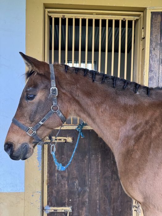 Cavalo desporto bom para passeios