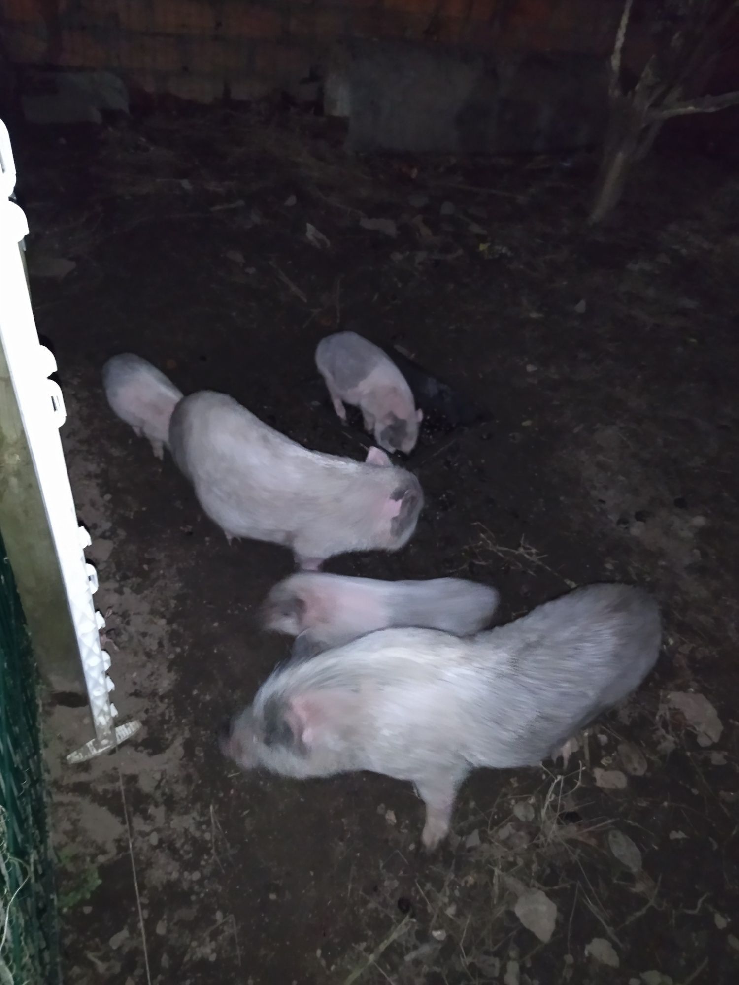 Mini pig nascidos em outubro 2023