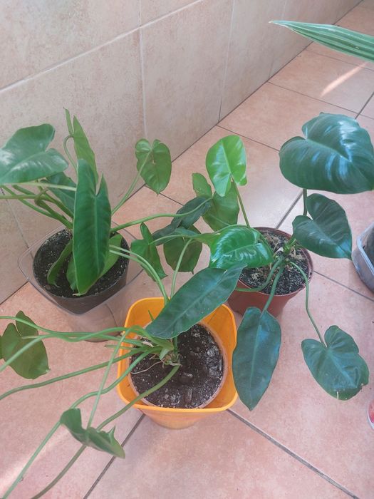 Рослина філадендрон "Бурлемакс "