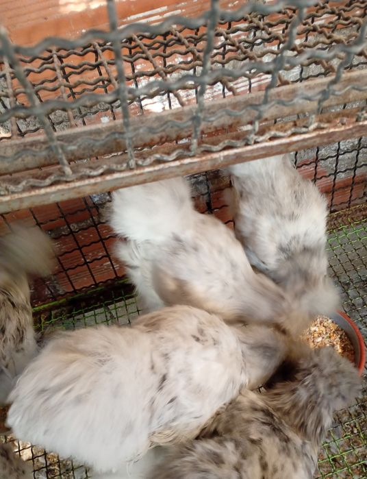 Casal Sedosas Japão Barbudas