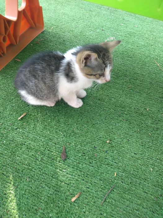 Oddam kotkę w dobre ręce