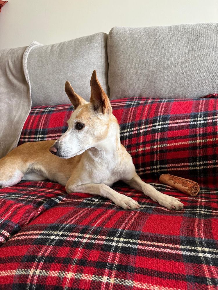 Cadela para adoção