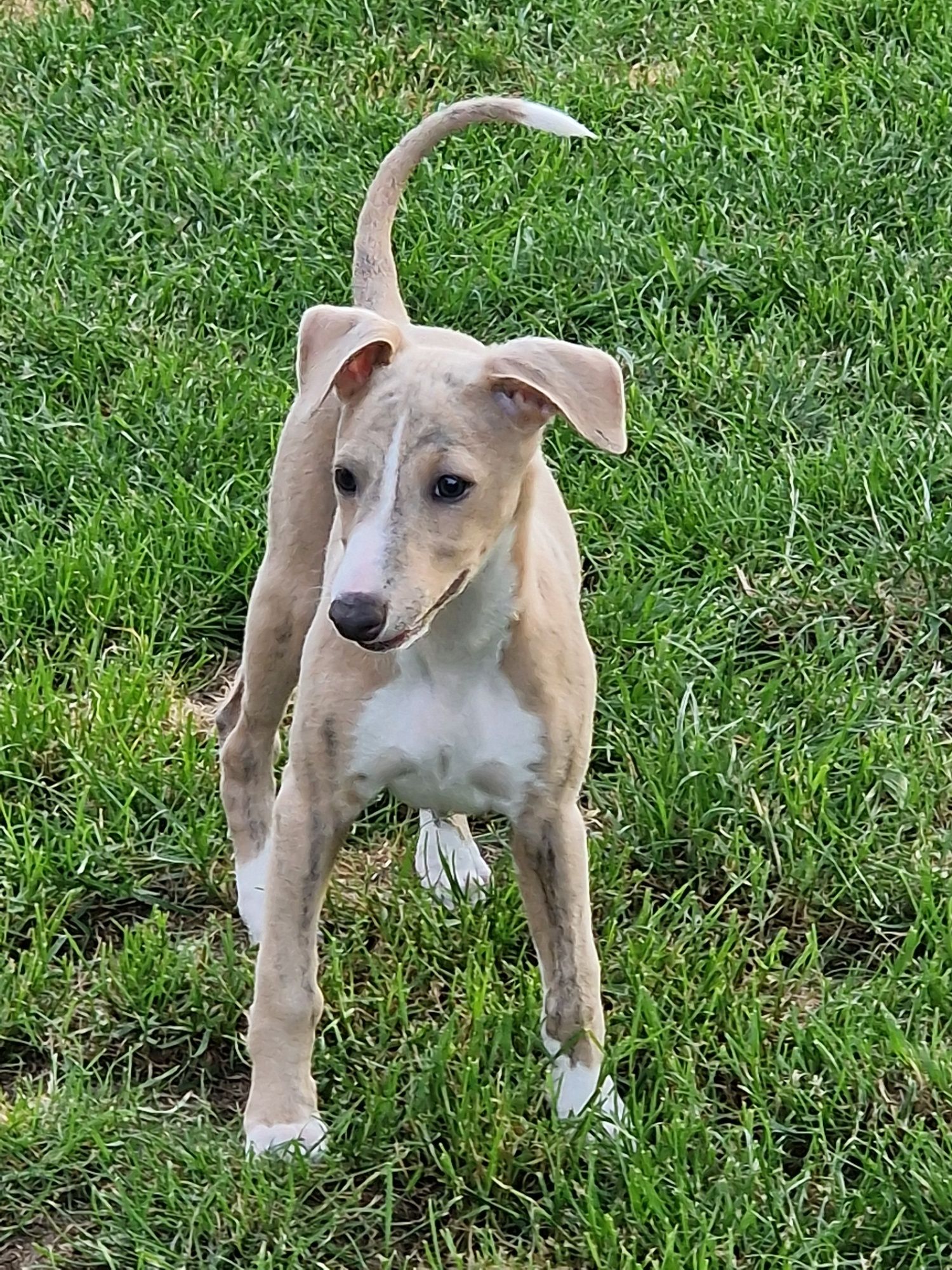Whippet - błękitno pręgowany chłopiec