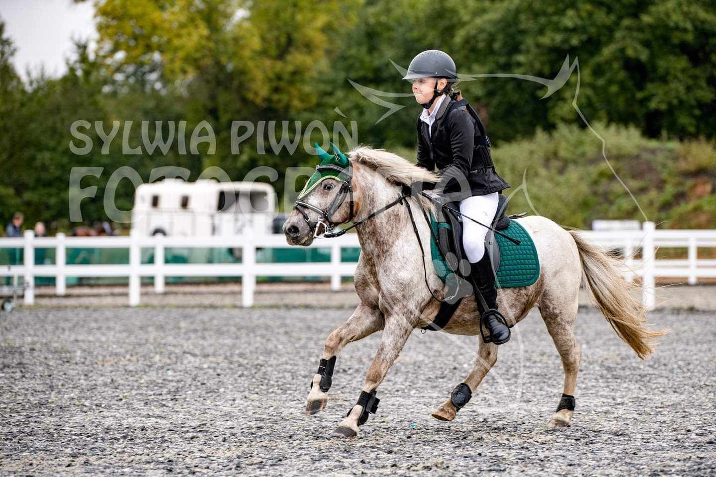 Cavaliadowy kucyk do sportu