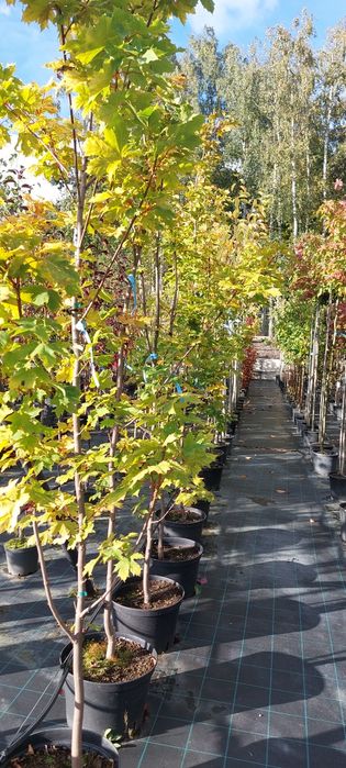 Klon żółty / Acer platanoides Gold