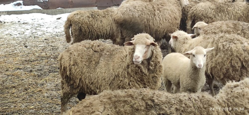 Продам баранів ціна договірна