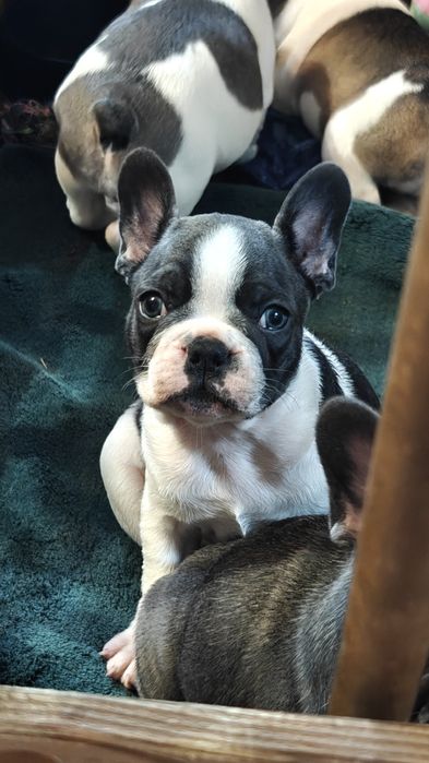 buldogi francuskie
